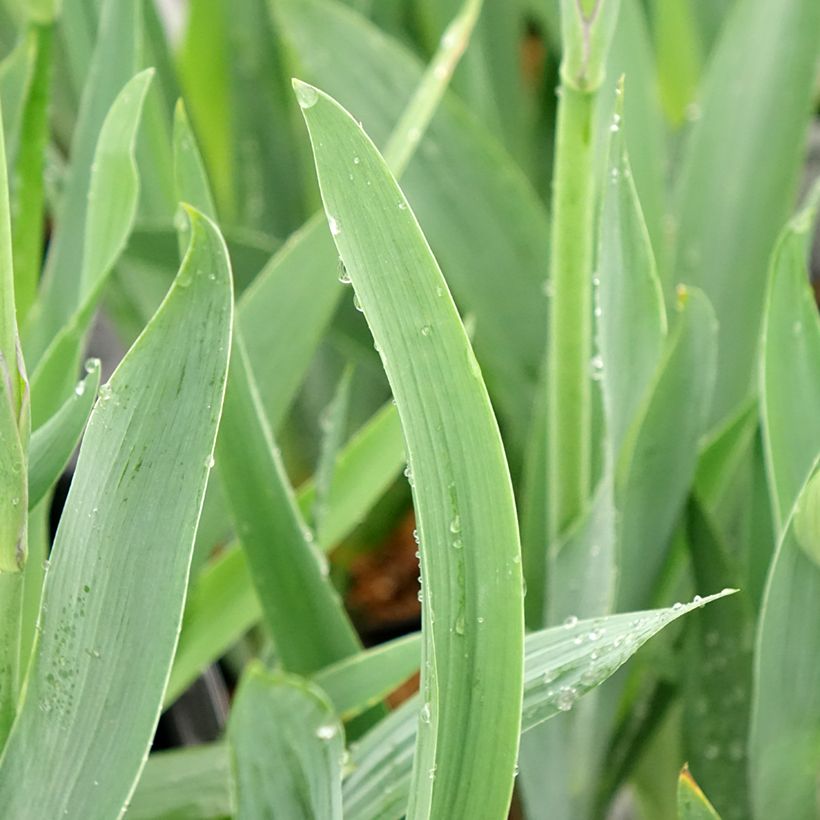 Iris germanica Black Knight - Iris des jardins (Feuillage)