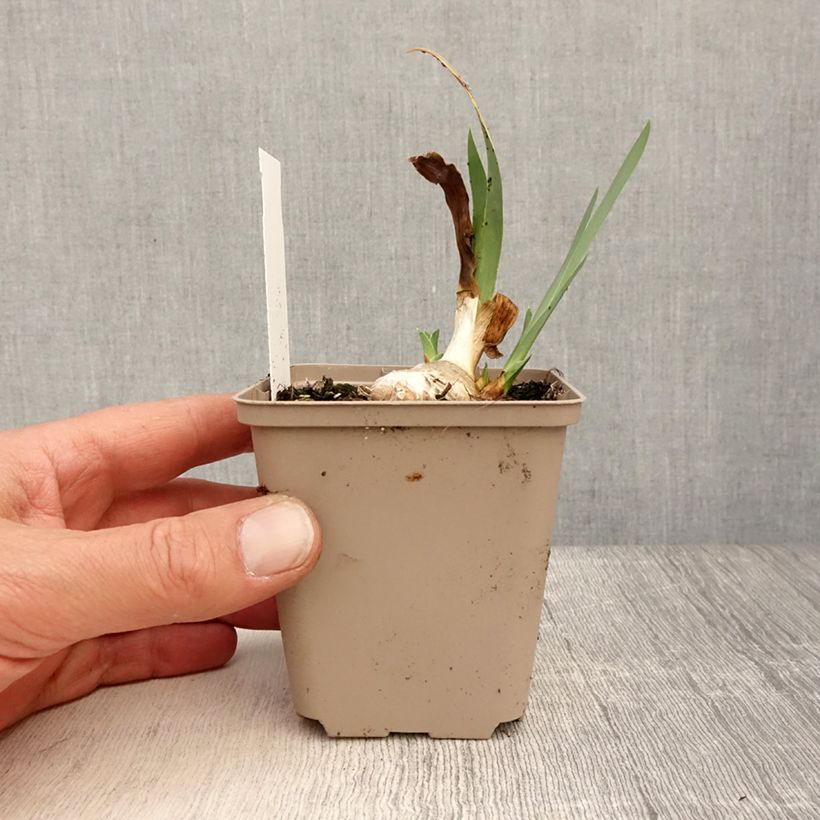 Spécimen de Iris germanica Blessed Again - Iris des Jardins intermédiaire remontant Godet de 8/9 cm, Calibre 4/6 tel que livré au printemps