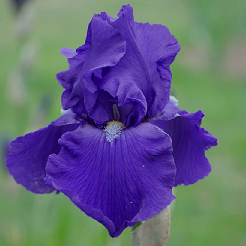 Iris germanica Bleu de Gien - Iris des Jardins (Floraison)