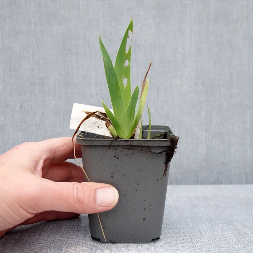 Spécimen de Iris germanica Blue Crusader Godet de 8/9 cm tel que livré en hiver