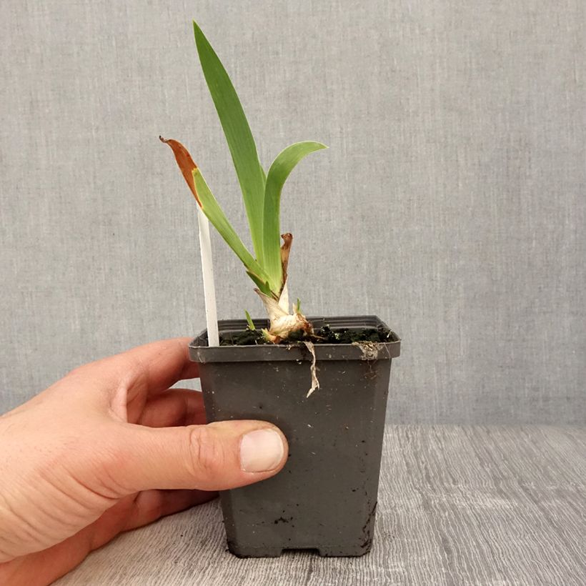Spécimen de Iris germanica Blue Rhythm - Iris des Jardins Godet de 8/9 cm, Calibre 4/6 tel que livré au printemps