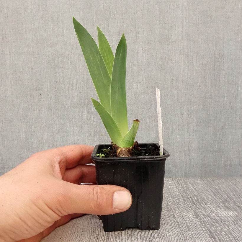 Spécimen de Iris germanica Blue Sapphire - Iris des Jardins Godet de 8/9 cm tel que livré au printemps