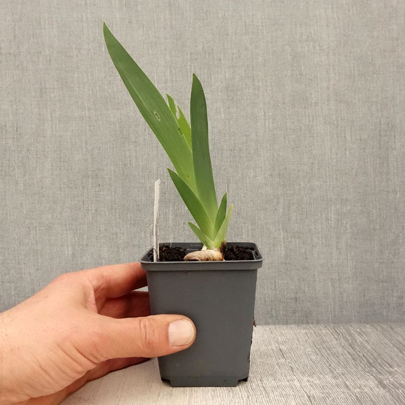 Spécimen de Iris germanica Brindled Beauty - Iris des Jardins Godet de 8/9 cm tel que livré au printemps
