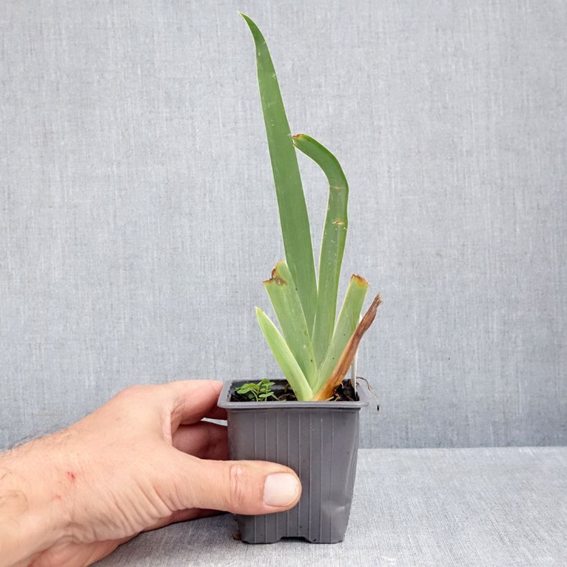 Spécimen de Iris germanica Buffy - Iris des Jardins  Godet de 8/9 cm tel que livré en automne