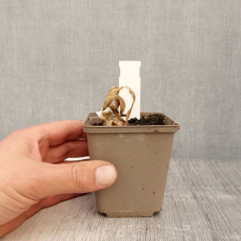 Spécimen de Iris germanica Bullwinkle - Iris de bordure Godet de 8/9 cm, Calibre 4/6 tel que livré au printemps