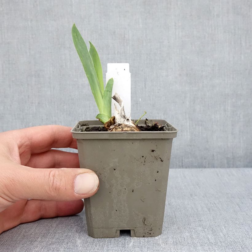 Spécimen de Iris germanica Cherished - Iris des Jardins remontant Godet de 8/9 cm, Calibre 4/6 tel que livré au printemps