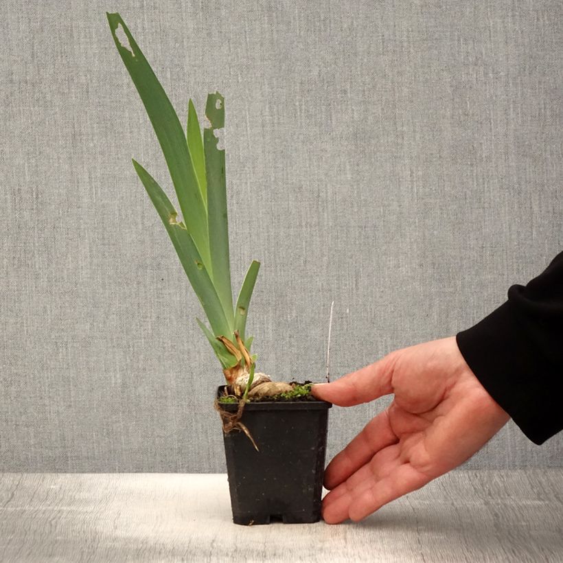 Spécimen de Iris germanica Coffee Trader - Iris des Jardins Godet de 8/9 cm tel que livré au printemps