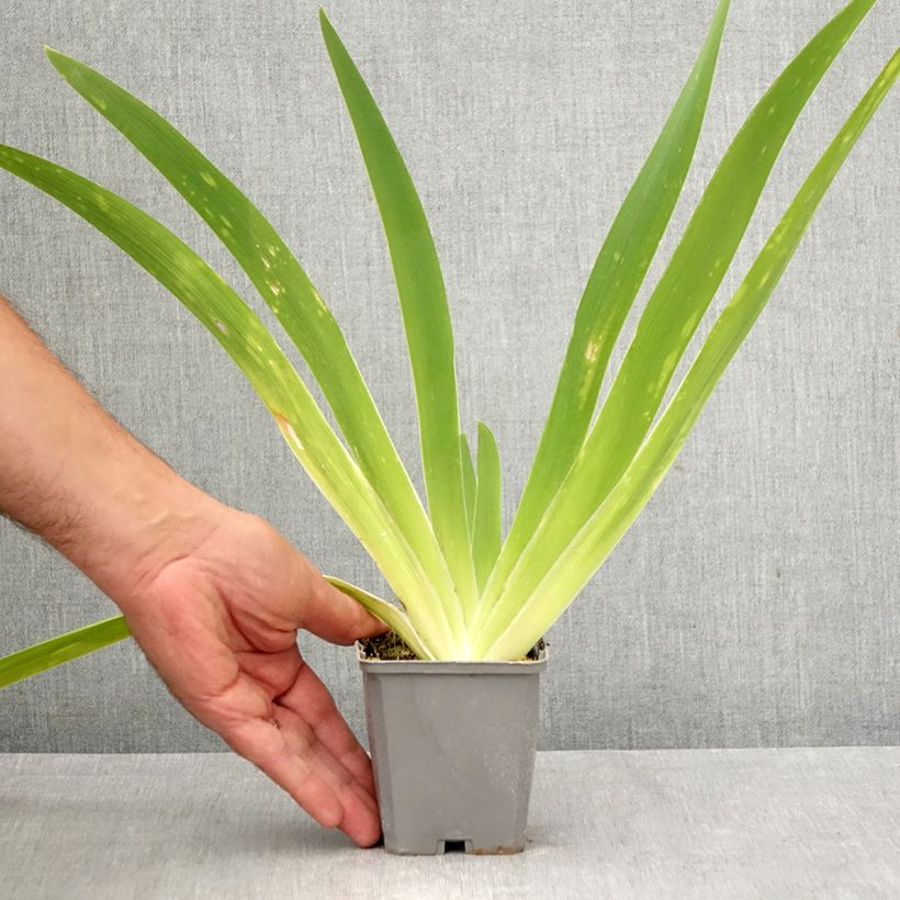 Spécimen de Iris germanica Comme un Sourire - Iris des Jardins Godet de 8/9 cm tel que livré en automne