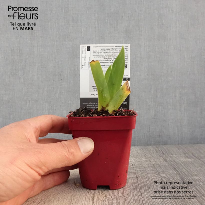 Spécimen de Iris germanica Copper Classic Godet de 8/9 cm tel que livré au printemps