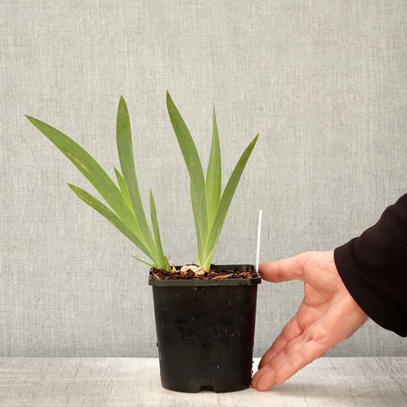 Spécimen de Iris germanica Crinoline - Iris des Jardins Pot de 1,5L/2L tel que livré au printemps