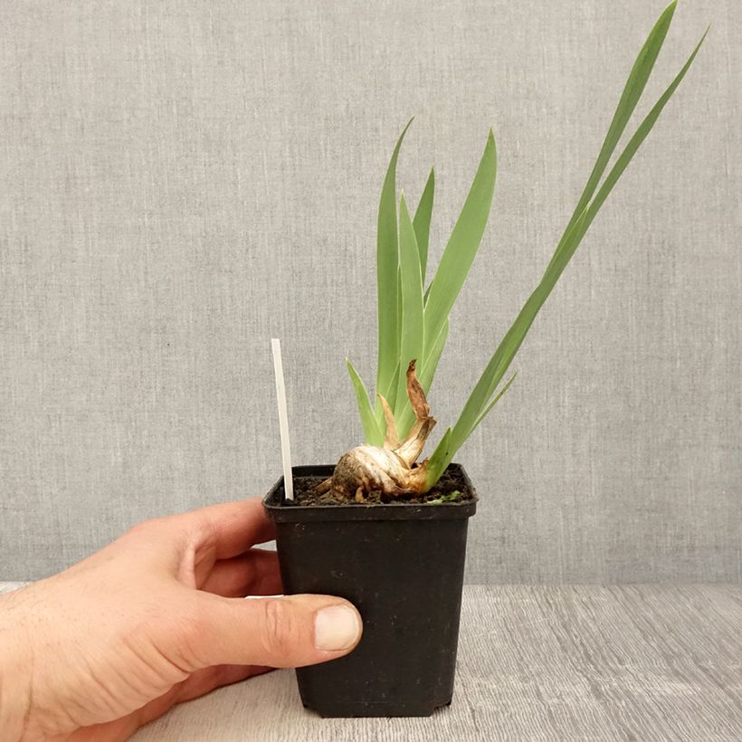 Spécimen de Iris germanica Crinoline - Iris des Jardins Godet de 8/9 cm, Calibre 4/6 tel que livré au printemps