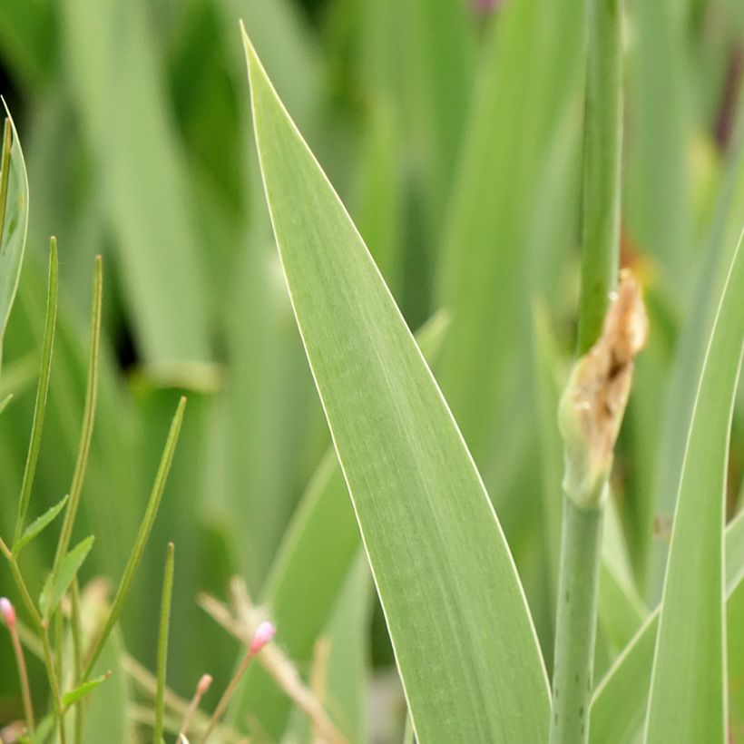 Iris germanica Cutie - Iris des jardins intermédiaire (Feuillage)