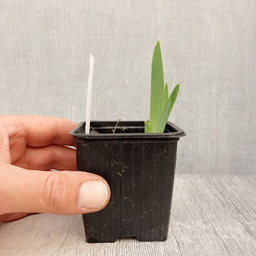 Spécimen de Iris germanica Cutie - Iris des jardins intermédiaire Godet de 8/9 cm tel que livré au printemps