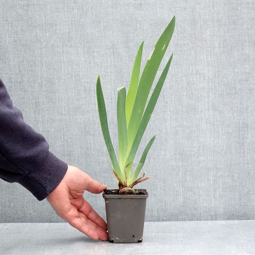 Spécimen de Iris germanica Dame de Coeur Godet de 8/9 cm tel que livré au printemps