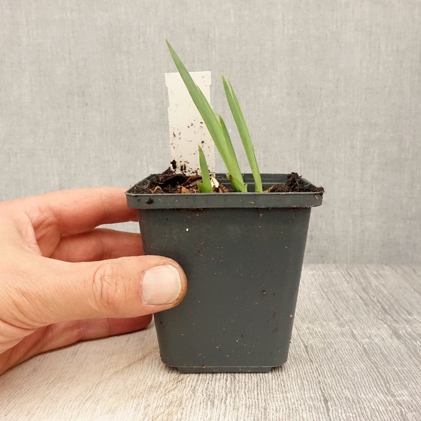 Spécimen de Iris germanica Dangerous Mood - Iris des Jardins Godet de 8/9 cm tel que livré au printemps