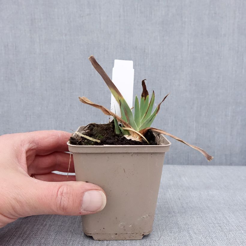 Spécimen de Iris germanica Danse du Feu - Iris des Jardins Godet de 8/9 cm tel que livré en hiver