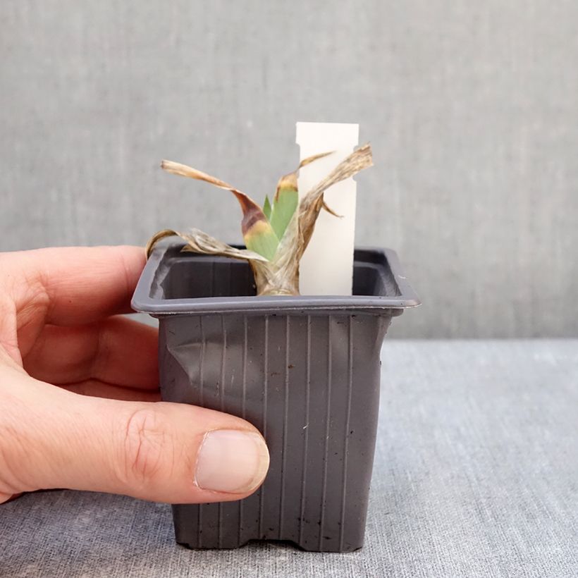 Spécimen de Iris germanica Delicato - Iris des Jardins  Godet de 8/9 cm tel que livré en hiver