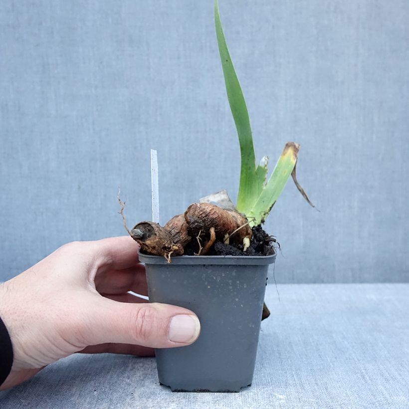 Spécimen de Iris germanica Delicieux Caramel - Iris des Jardins Godet de 8/9 cm tel que livré en hiver