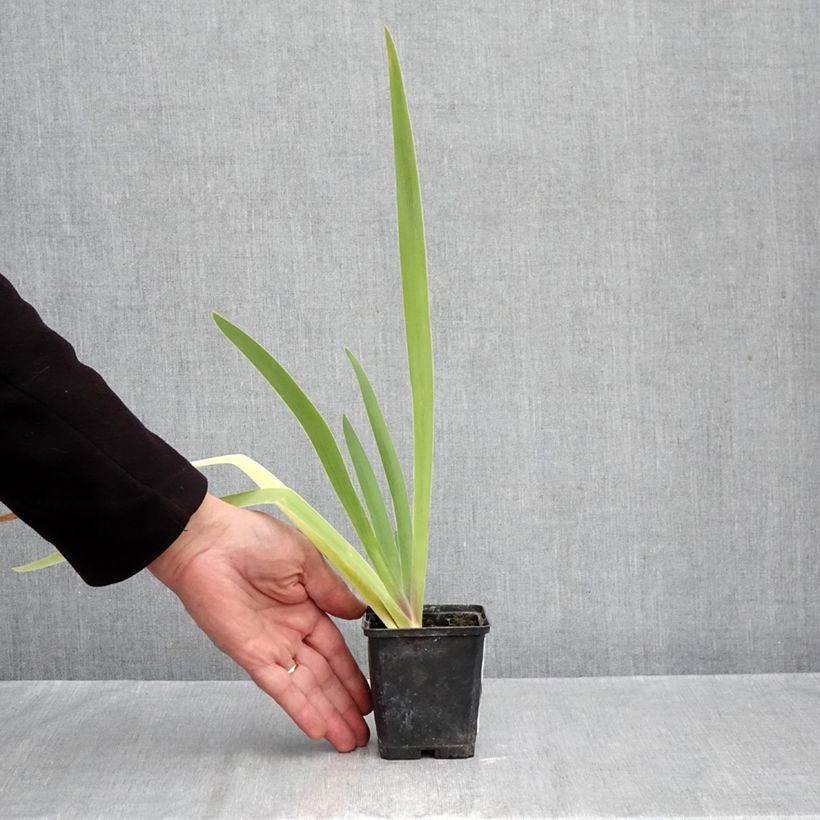 Spécimen de Iris germanica Dracula's Kiss - Iris des jardins Godet de 8/9 cm tel que livré en automne