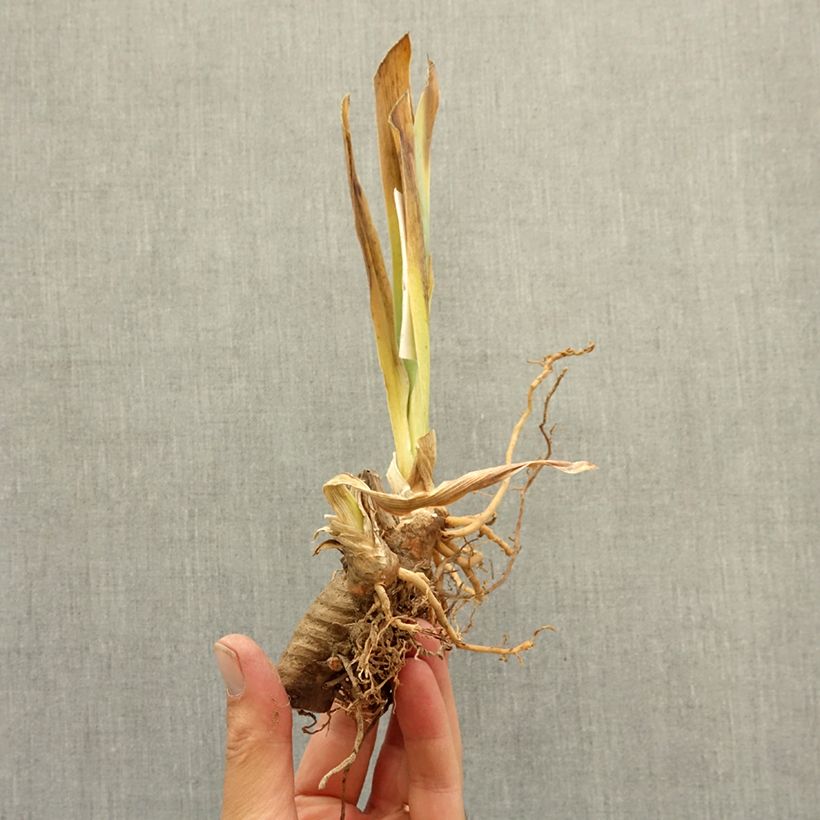 Spécimen de Iris germanica Dracula's Kiss - Iris des jardins Rhizome tel que livré en hiver