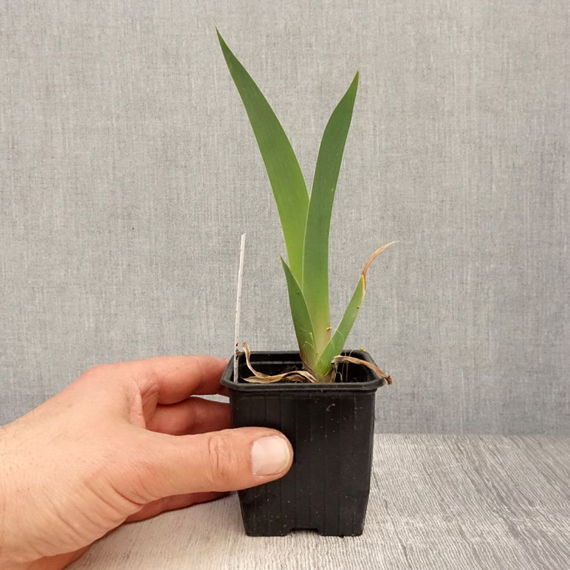 Spécimen de Iris germanica Dutch Chocolate - Iris des Jardins  Godet de 8/9 cm tel que livré au printemps