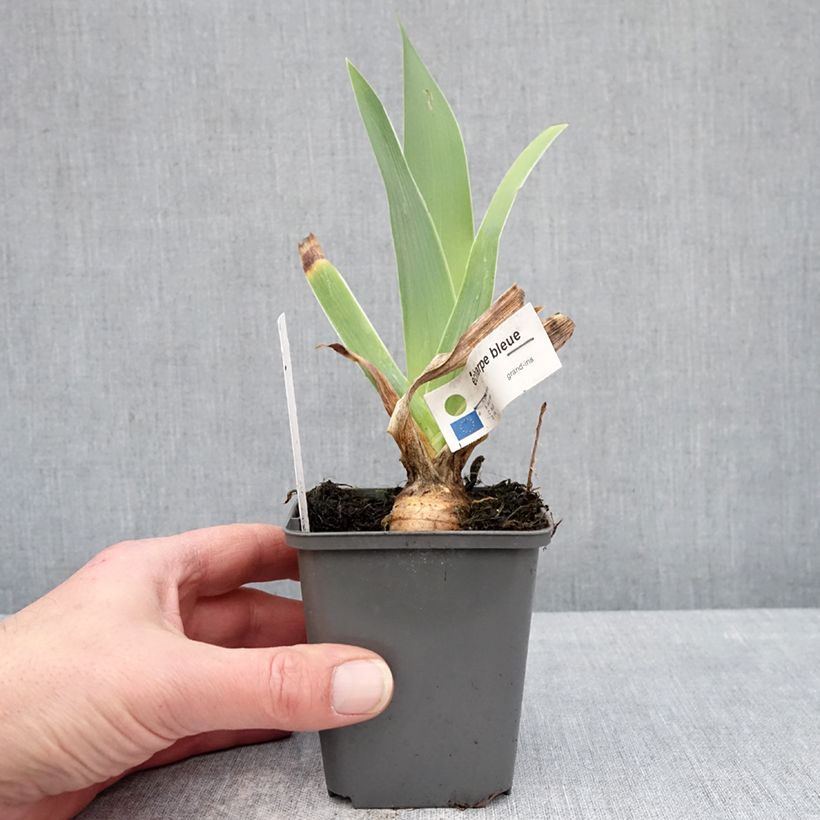 Spécimen de Iris germanica Écharpe Bleue - Iris des jardins Godet de 8/9 cm tel que livré en hiver