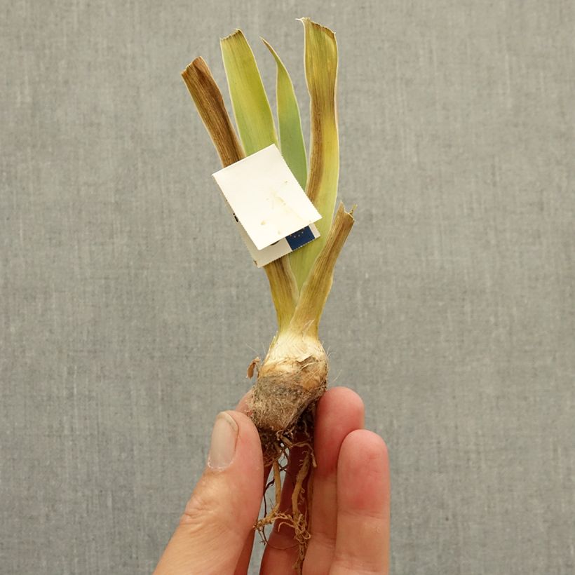 Spécimen de Iris germanica Échassier - Grand Iris des Jardins Rhizome tel que livré en hiver