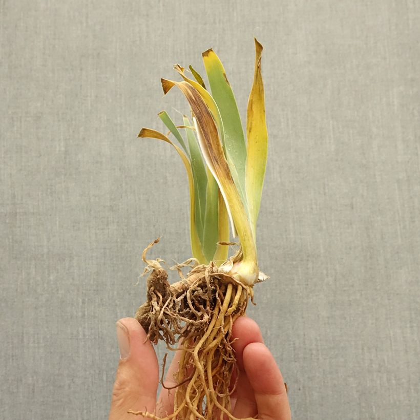 Spécimen de Iris germanica Eclat de Nuit - Grand Iris des Jardins Rhizome tel que livré en hiver