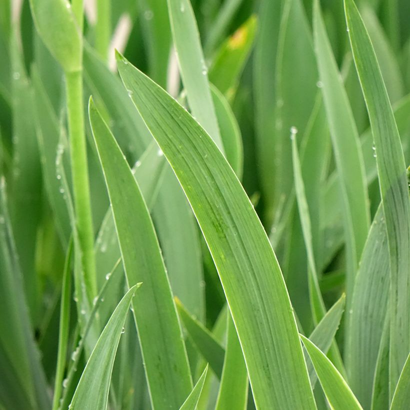 Iris germanica En Ebullition - Iris de Bordure (Feuillage)