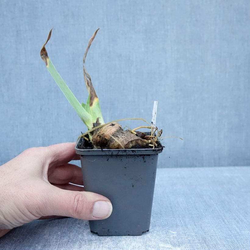 Spécimen de Iris germanica En Pointillés - Iris des Jardins Godet de 8/9 cm tel que livré en hiver