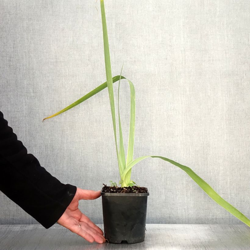 Spécimen de Iris germanica English cottage - Iris des jardins remontant Pot de 1,5L/2L tel que livré en automne