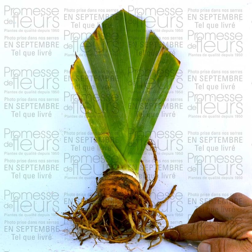 Exemple de spécimen de Iris germanica Fall Fiesta - Iris des jardins Godet de 8/9 cm tel que livré