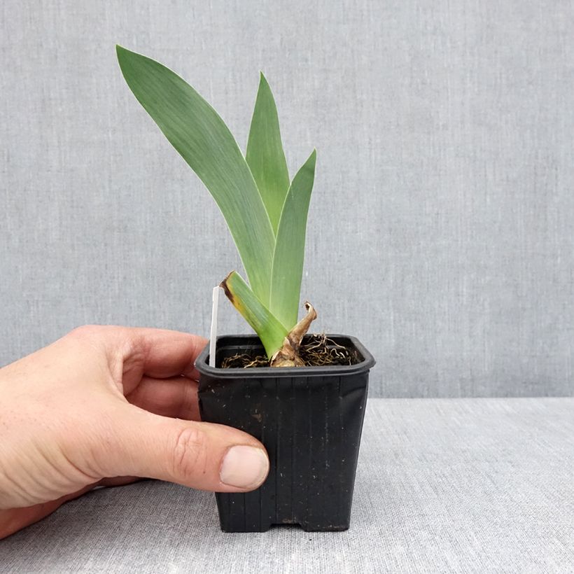 Spécimen de Iris germanica Flamant Rose - Iris des Jardins  Godet de 8/9 cm tel que livré au printemps