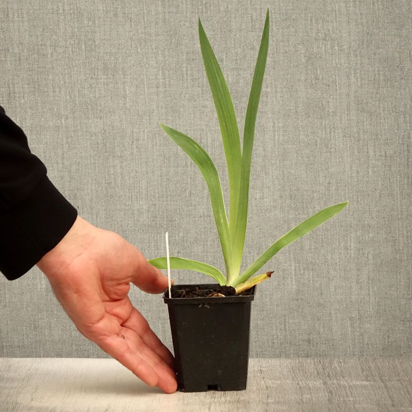 Spécimen de Iris germanica Flamenco - Burgundy Brown - Iris des Jardins Godet de 8/9 cm, Calibre 4/6 tel que livré au printemps