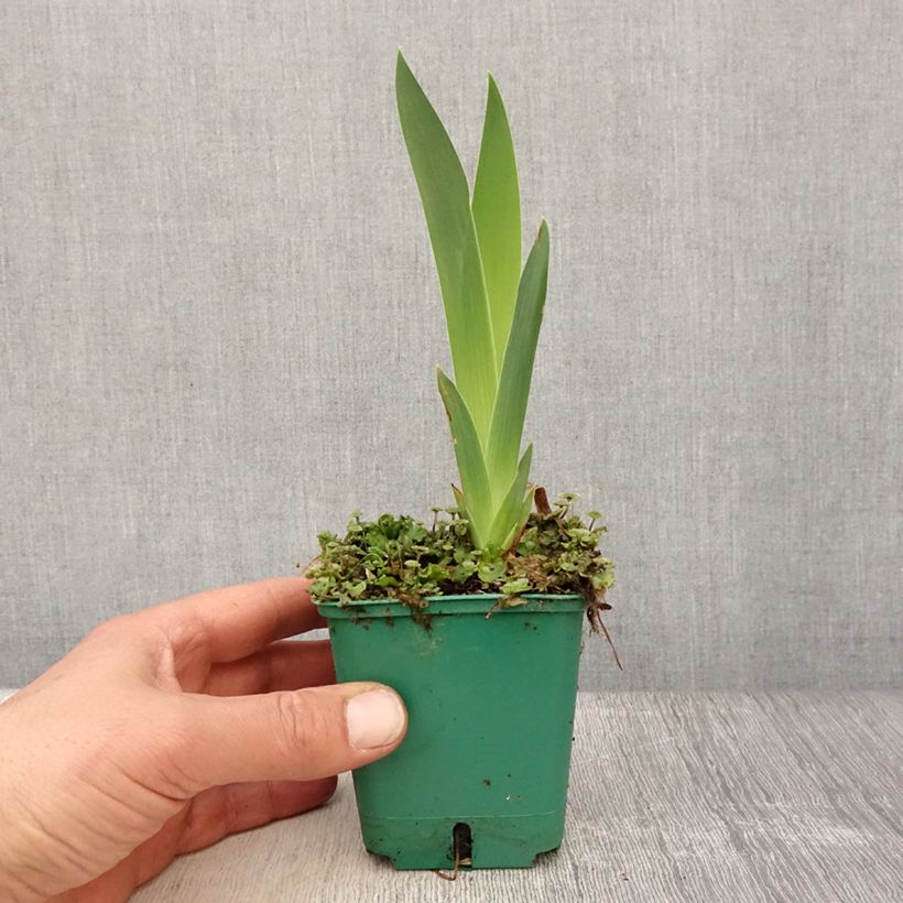 Spécimen de Iris germanica Flaming Dragon - Grand iris des jardins Godet de 8/9 cm tel que livré au printemps