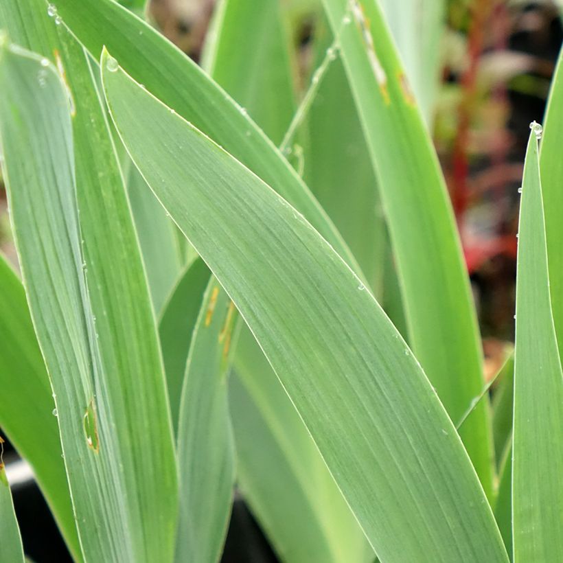 Iris germanica Flaming Dragon - Grand iris des jardins (Feuillage)