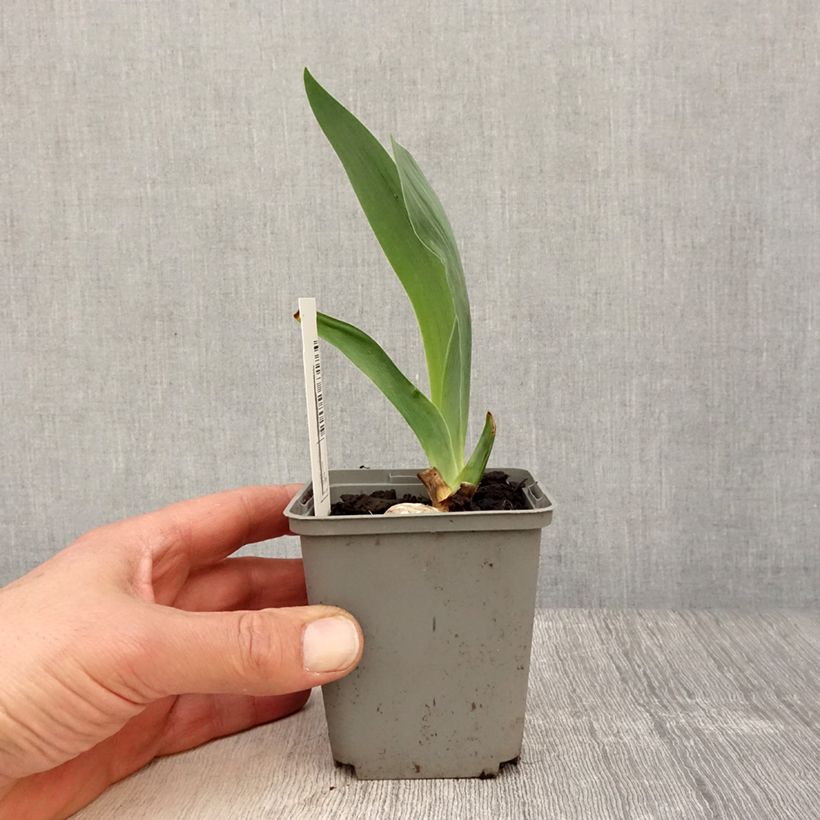 Spécimen de Iris germanica Gipsy Romance Godet de 8/9 cm tel que livré au printemps