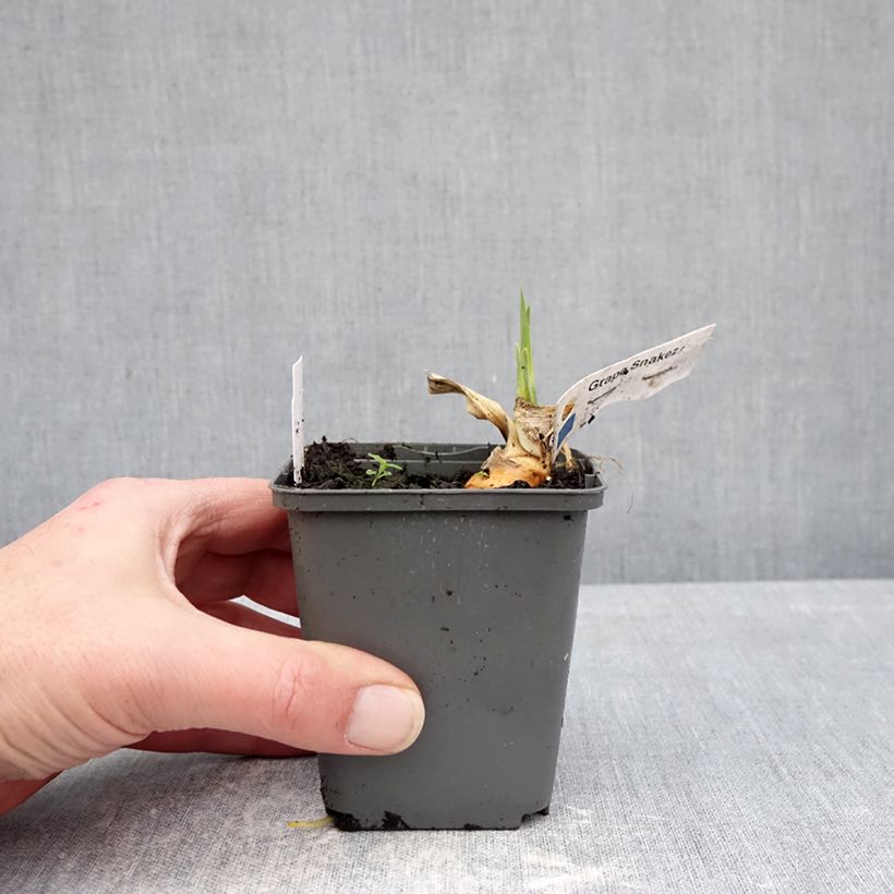 Spécimen de Iris germanica Grape Snakez - Iris des Jardins Godet de 8/9 cm tel que livré en hiver