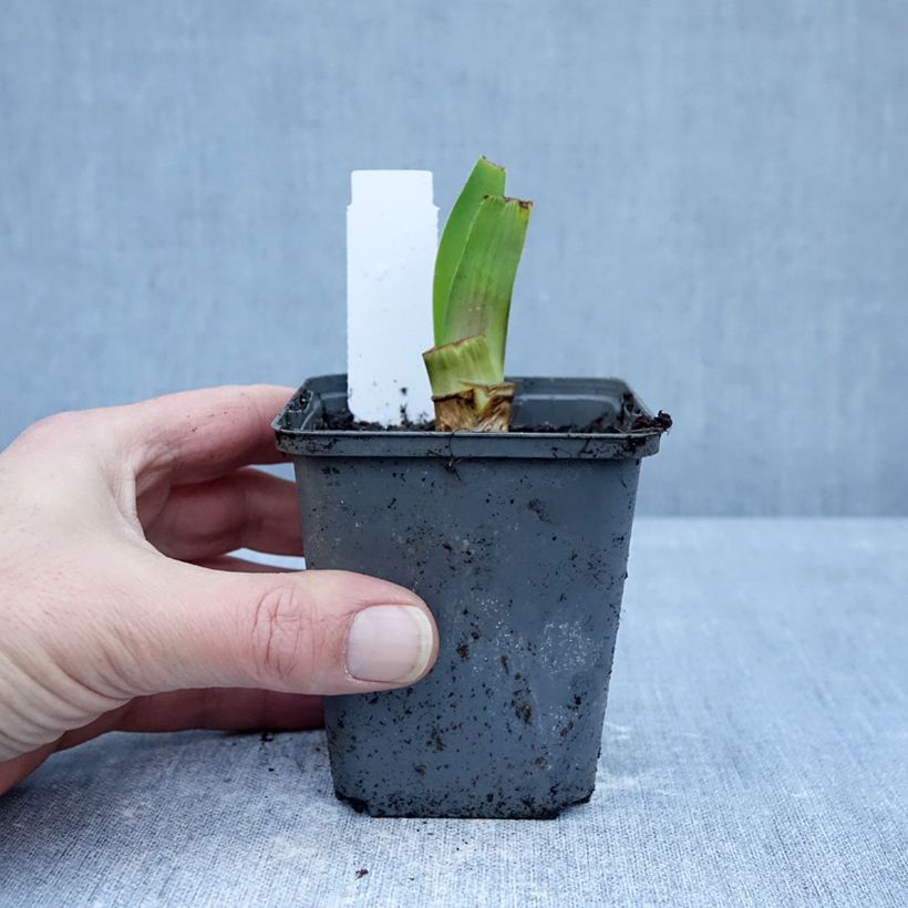 Spécimen de Iris germanica Harbor Blue - Iris des jardins Godet de 8/9 cm tel que livré en hiver