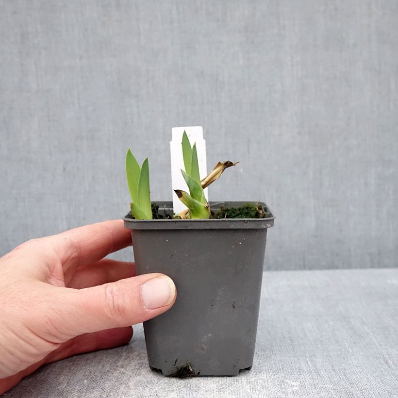 Spécimen de Iris germanica Heure Bleue - Iris des jardins Godet de 8/9 cm tel que livré en hiver