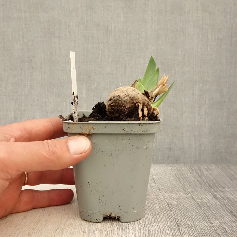 Spécimen de Iris germanica Jazz Festival - Iris des jardins Godet de 8/9 cm tel que livré au printemps