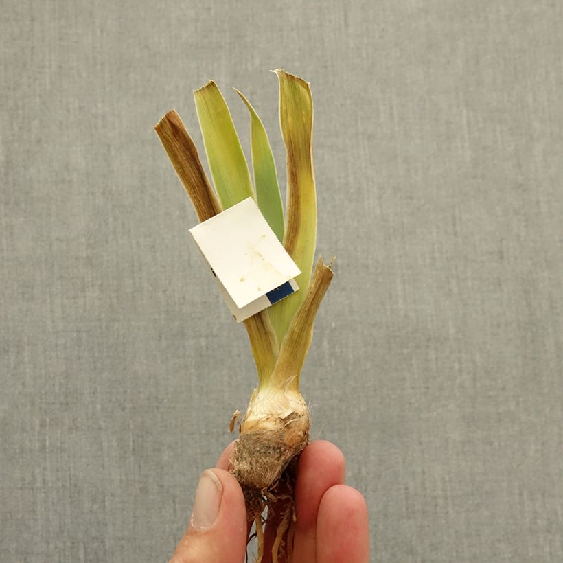 Spécimen de Iris germanica Jive - Iris des Jardins Lilliput Rhizome tel que livré en hiver