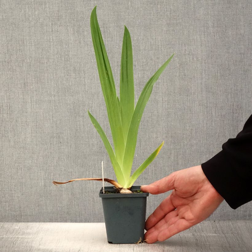 Spécimen de Iris germanica Jus de Pomme - Iris des Jardins intermédiaire Godet de 8/9 cm tel que livré au printemps