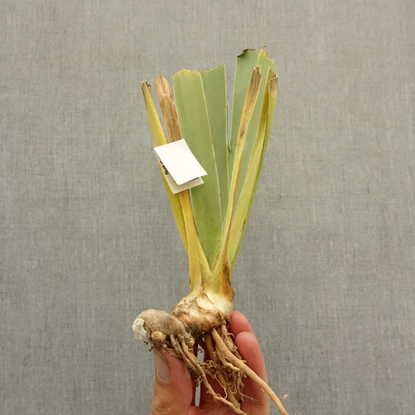 Spécimen de Iris germanica Le Bois Du Vent - Iris des Jardins Rhizome tel que livré en hiver