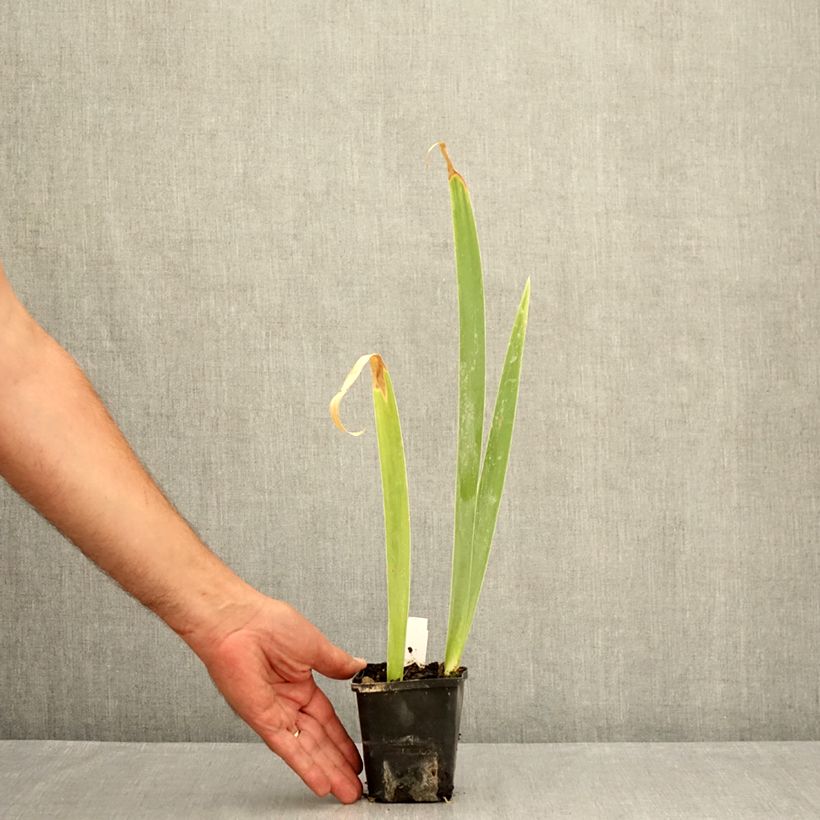 Spécimen de Iris germanica Lemon Bubbly - Iris des Jardins Godet de 8/9 cm tel que livré en été