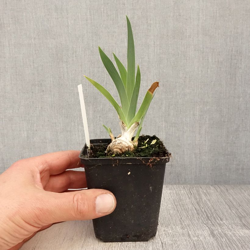 Spécimen de Iris germanica Lucky Locket Godet de 8/9 cm, Calibre 4/6 tel que livré au printemps