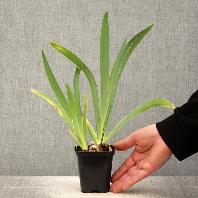 Spécimen de Iris Germanica Magnétisme - Iris des Jardins Godet de 8/9 cm tel que livré au printemps