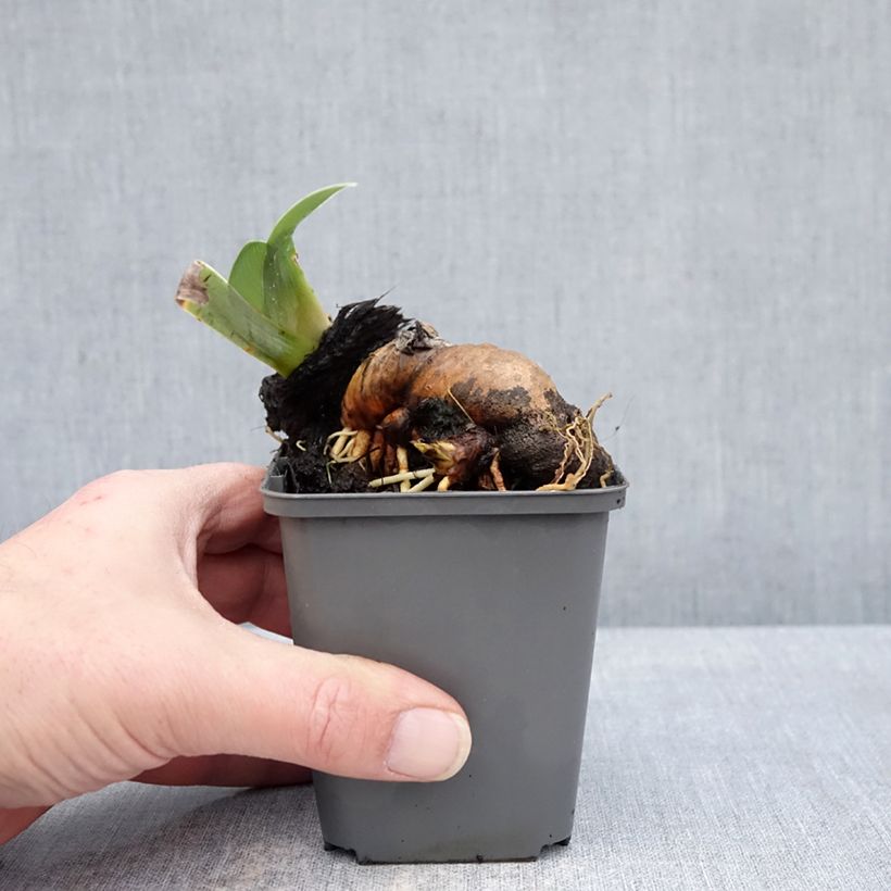 Spécimen de Iris germanica Mallow dramatic - Iris des Jardins Godet de 8/9 cm tel que livré en hiver