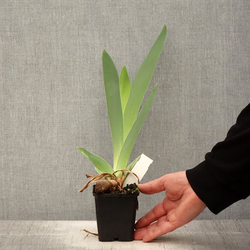 Spécimen de Iris germanica Mer du Sud - Iris des Jardins Godet de 8/9 cm tel que livré au printemps