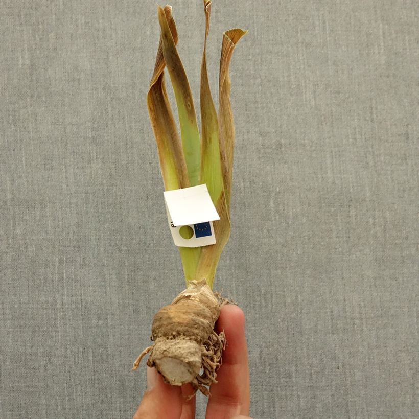 Spécimen de Iris germanica Mistigri - Iris des Jardins intermédiaire Rhizome tel que livré en hiver